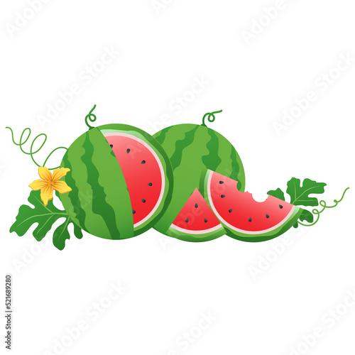 Watermelon and juicy slices vector, flat design of green leaves and watermelon flower illustration, Fresh and juicy fruit concept of summer food.