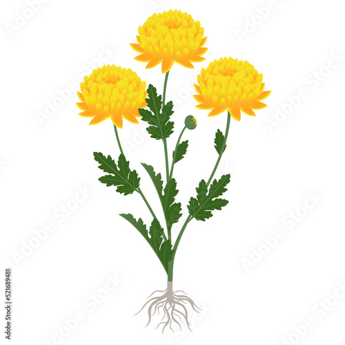 Yellow chrysanthemum plant with flowers and roots on a white background.