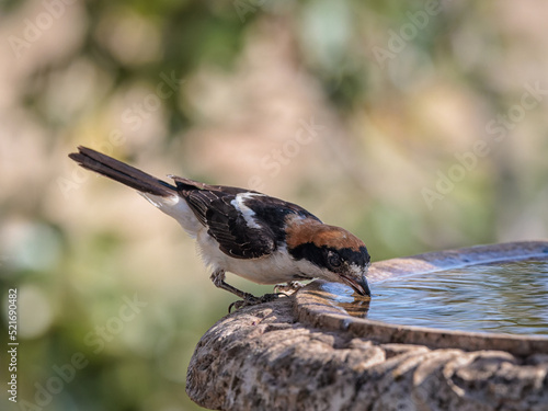 Woodchat shrike (Lanius senator). Bird drinking water. photo