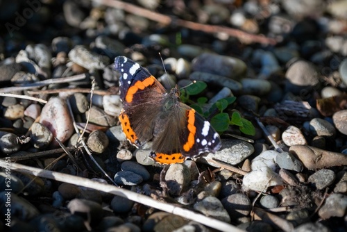 Closeup shot of an admiral butterfly on rocks