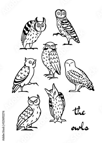 Vector illustration of hand drawn group of funny owls of different species made in cartoon style. Ink drawing  decorative graphic style. Beautiful animal design elements