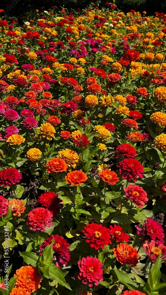 Colorful Zinnia flowers in a garden in Batumi city, Ceorgia 