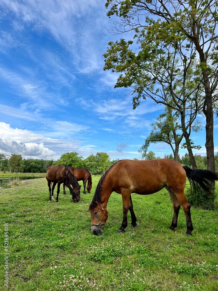 horses in the field