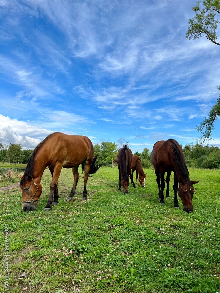 horses on the meadow