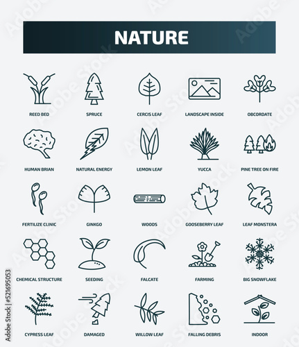 set of 25 special lineal nature icons. outline icons such as reed bed, spruce, obcordate, lemon leaf, fertilize clinic, gooseberry leaf, seeding, big snowflake, willow leaf, falling debris line