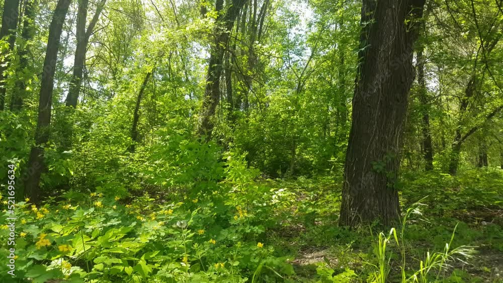 green forest in spring green forest in spring