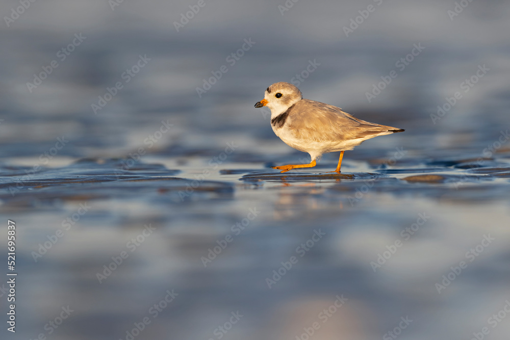 A piping plover (Charadrius melodus) foraging on the wet beach at sunset. A piping plover (Charadrius melodus) foraging on the wet beach at sunset.