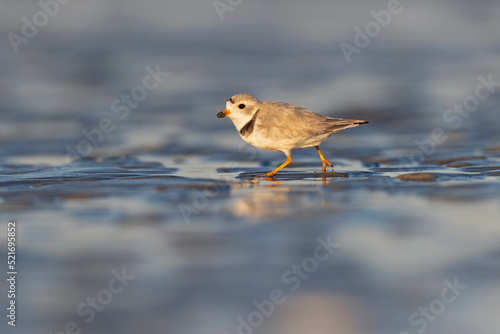 A piping plover (Charadrius melodus) foraging on the wet beach at sunset. © Bouke