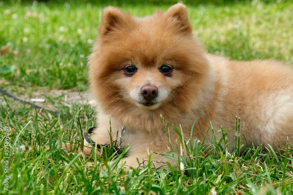 Portrait of a dog in the green grass. Pomeranian spitz dog