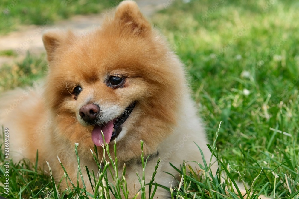 Portrait of a dog in the green grass. Pomeranian spitz dog