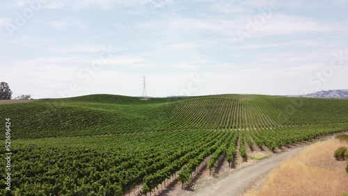 Wallpaper Mural Napa california vineyard laid out in rows next to a dirt road Torontodigital.ca