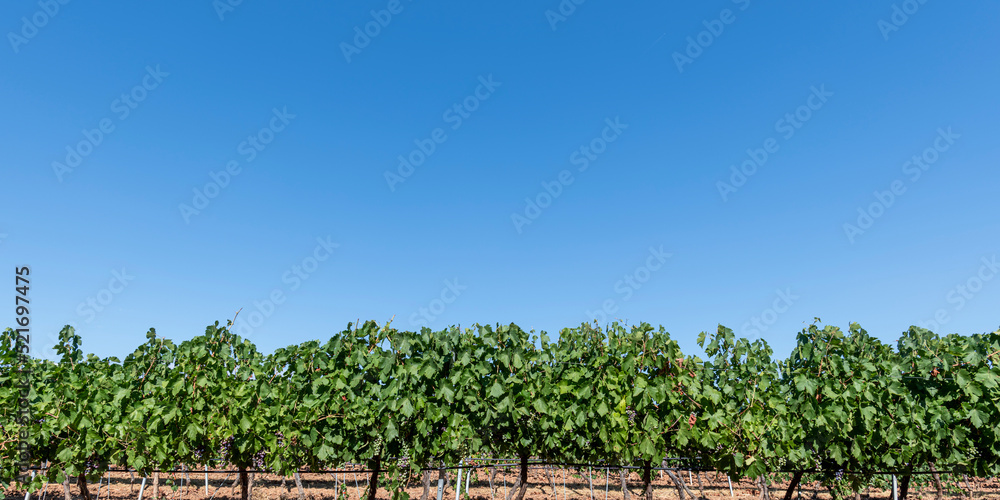 Vineyard background with clear blue sky with large copy space, South of France, Europe