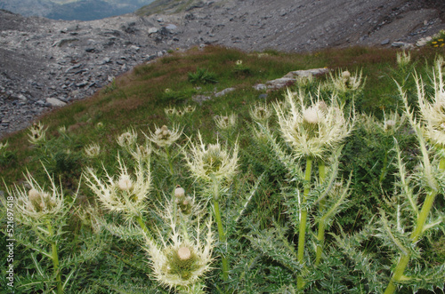 Spiniest Thistle (Cirsium spinosissimum) in the Alps. photo