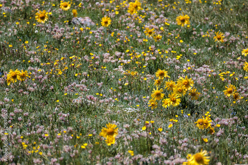 Colorado Wildflowers by an Alpine lake in the Rocky Mountains