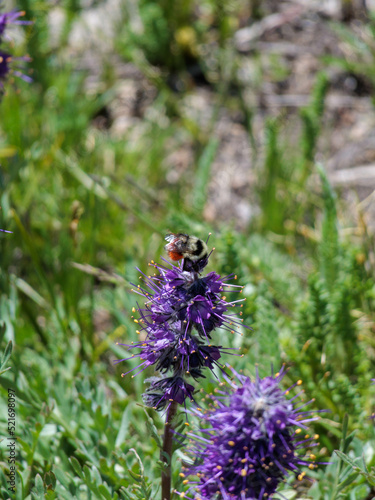 A bee collects pollen from a wildflower growing in the Rocky Mountains of Colorado