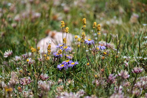 Wildflowers grow over the summer in the Rocky Mountains of Colorado