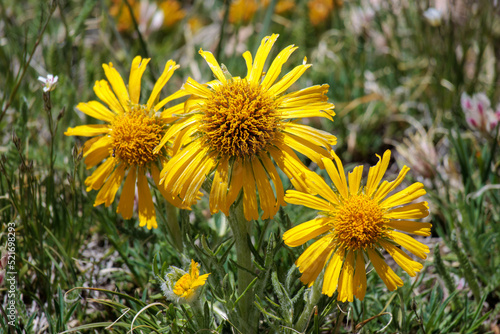 Three bright yellow wildflowers grow together in the Rocky Mountains of Colorado