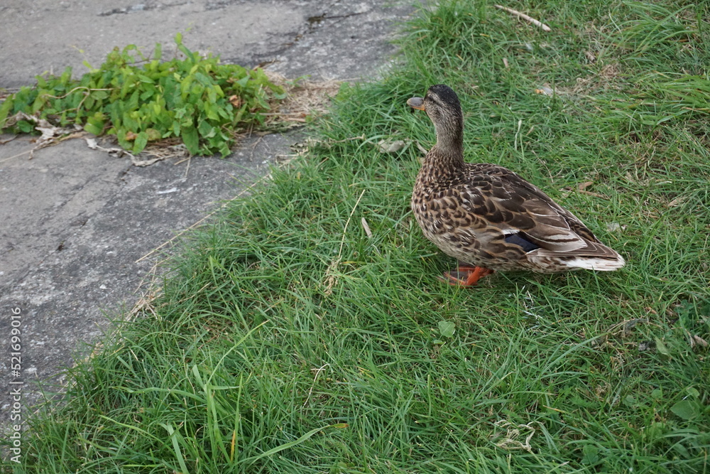 Close up of brown female duck among green grass, selective focus. Pirita, Tallinn, Estonia. August 2022 Close up of brown female duck among green grass, selective focus. Pirita, Tallinn, Estonia. August 2022