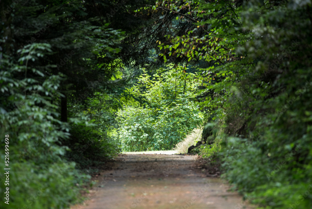 Fototapeta premium Road in the forest. Trees and green branches over the road.