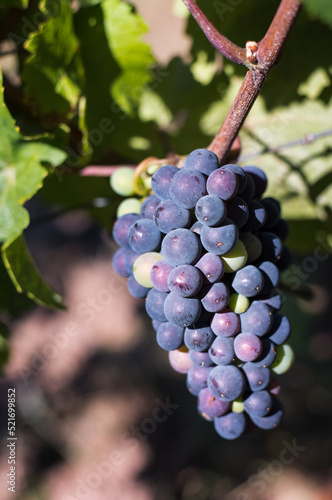 Grapes on the vine. The grapes ripen under the sun. Grapes change color.