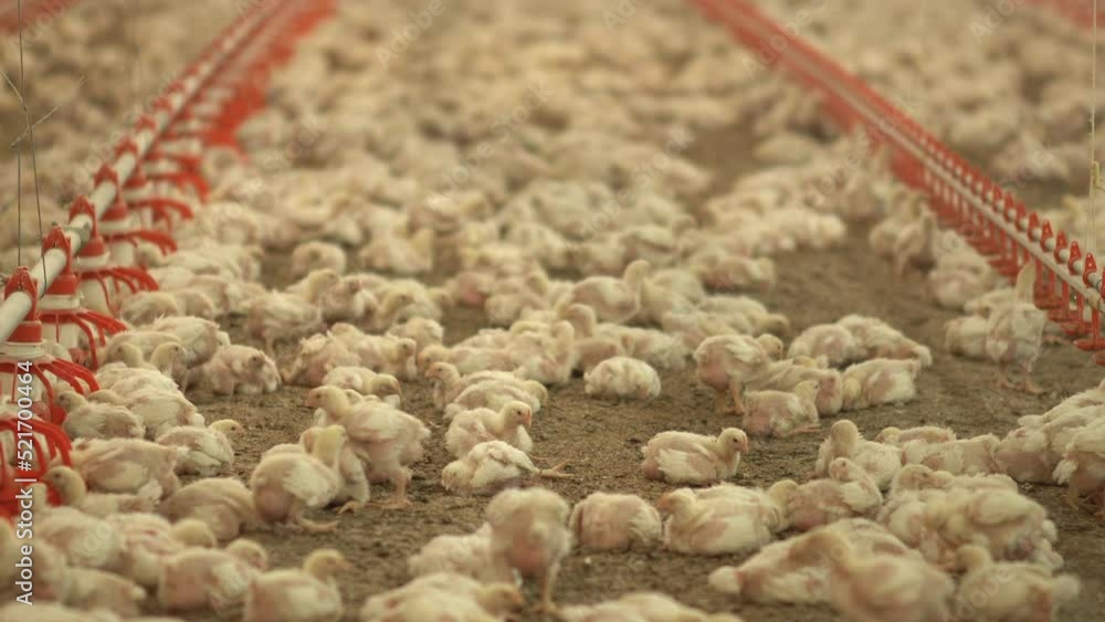 Chicks in the chicken fattening farm. The view of the chicks in the