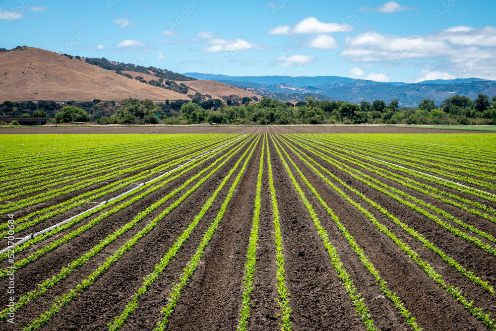 Rows of lettuce crops in the fields of Salinas Valley of central California. This area is a hub of agriculture industry and is known as the 