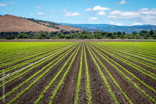 Rows of lettuce crops in the fields of Salinas Valley of central California. This area is a hub of agriculture industry and is known as the "salad bowl" of the world. Foothills in background.