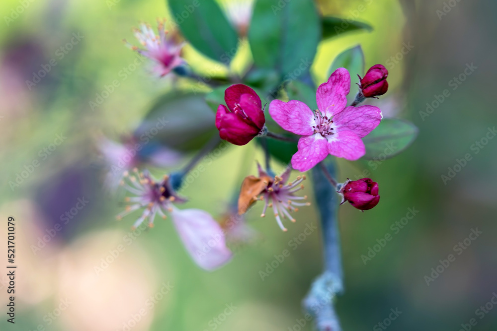 Obraz premium Tree blossom