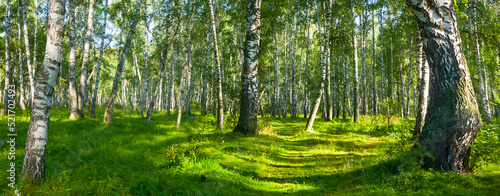 green birch forest glade at sunny summer day, beautiful natural forest scene photo