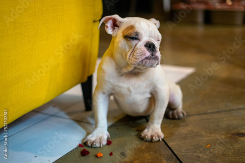 bulldog puppy