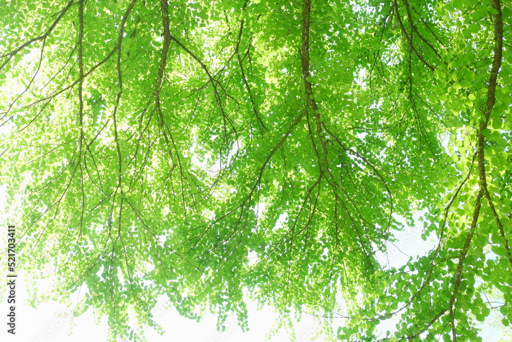 Obraz premium カツラの新緑 