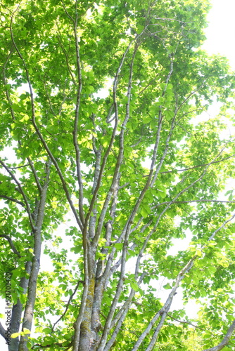 新緑のコブシの木 © naname21