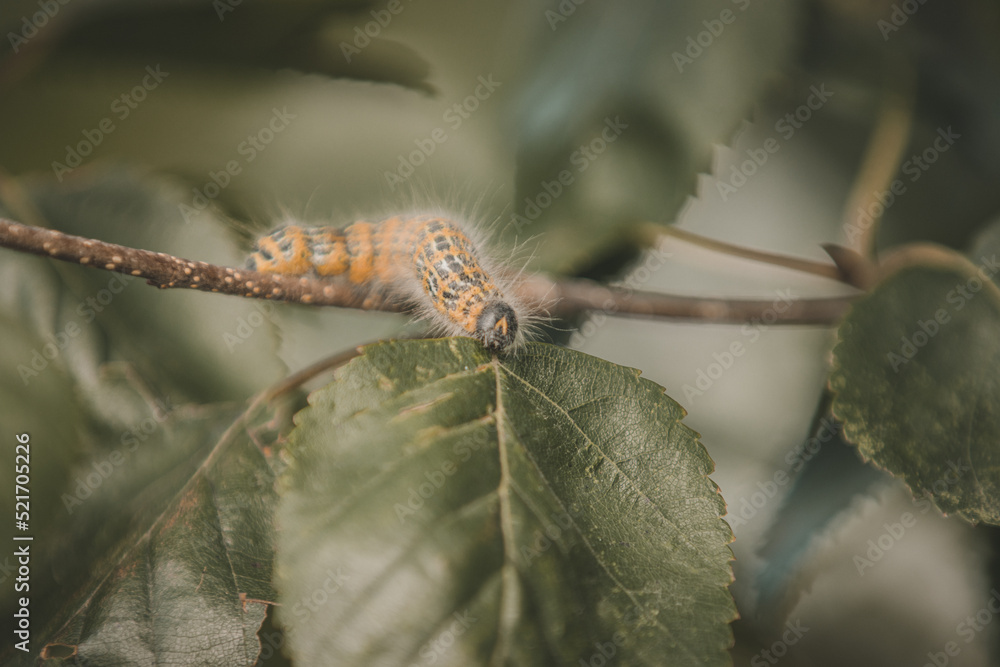Fototapeta premium bug
