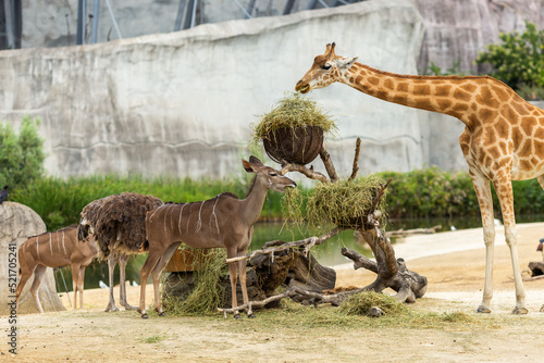 Canvas Print group of giraffes