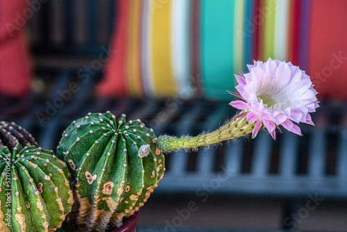 pink Cactus flower