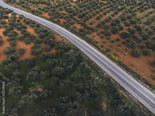 Aerial view of Olive fields with a country road and farms