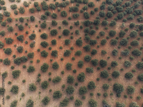 Aerial top view of olive trees in a field