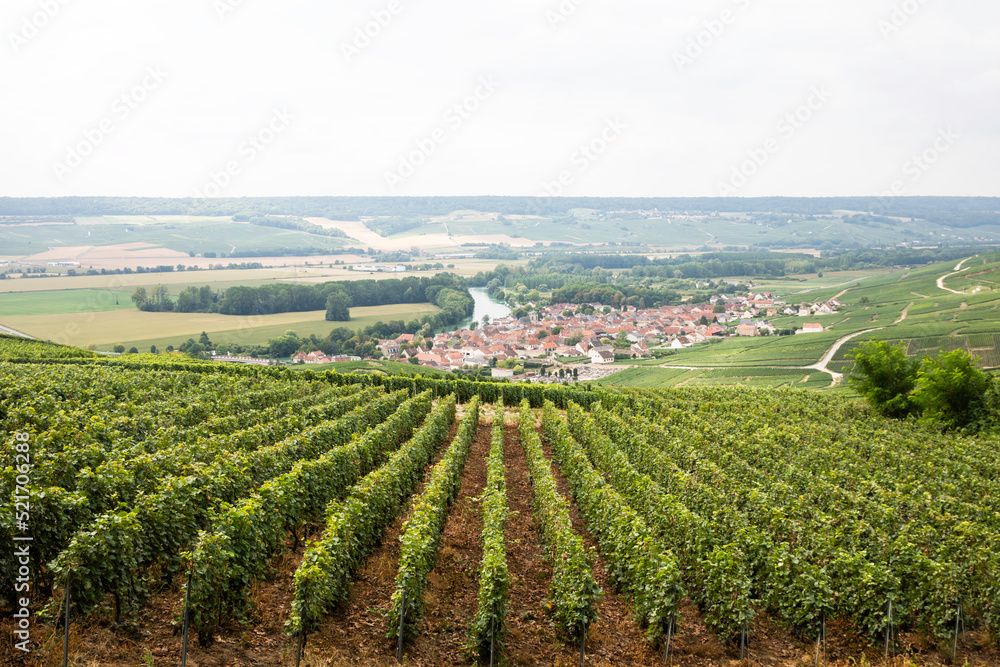 Champagne vineyards in the Reims region of France