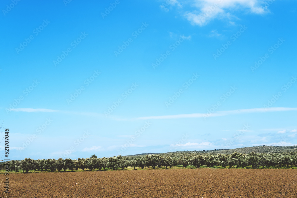 Landscape view of Olive Farm.