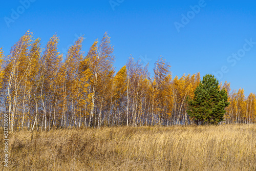 Green spruce against the background of an autumn yellow birch forest