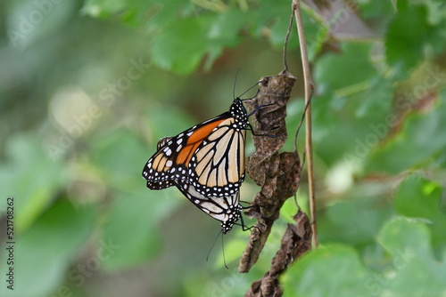 Mating, Monarch Butterflies photo