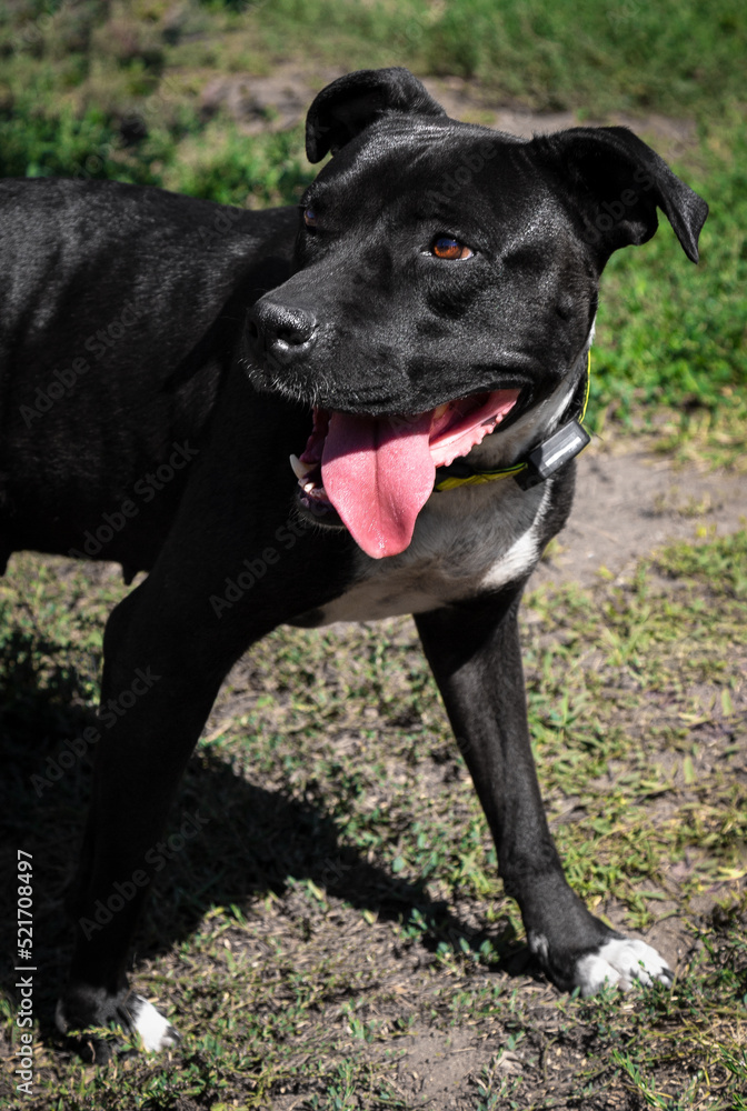 Photo of a beautiful black staff. Staffordshire Terrier.
Playful, funny dog.
Black and white kind staffordshire terrier. Photo of a beautiful black staff. Staffordshire Terrier.
Playful, funny dog.
Black and white kind staffordshire terrier.