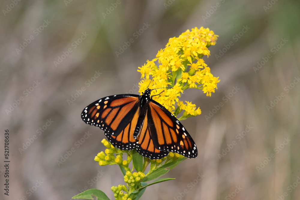 Naklejka premium Monarch