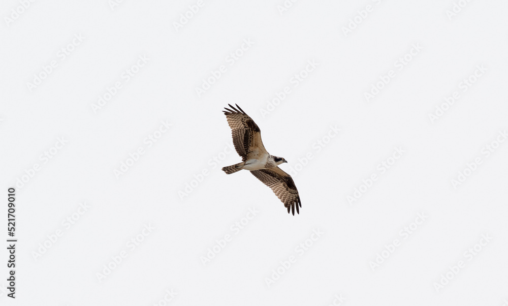 Obraz premium Osprey