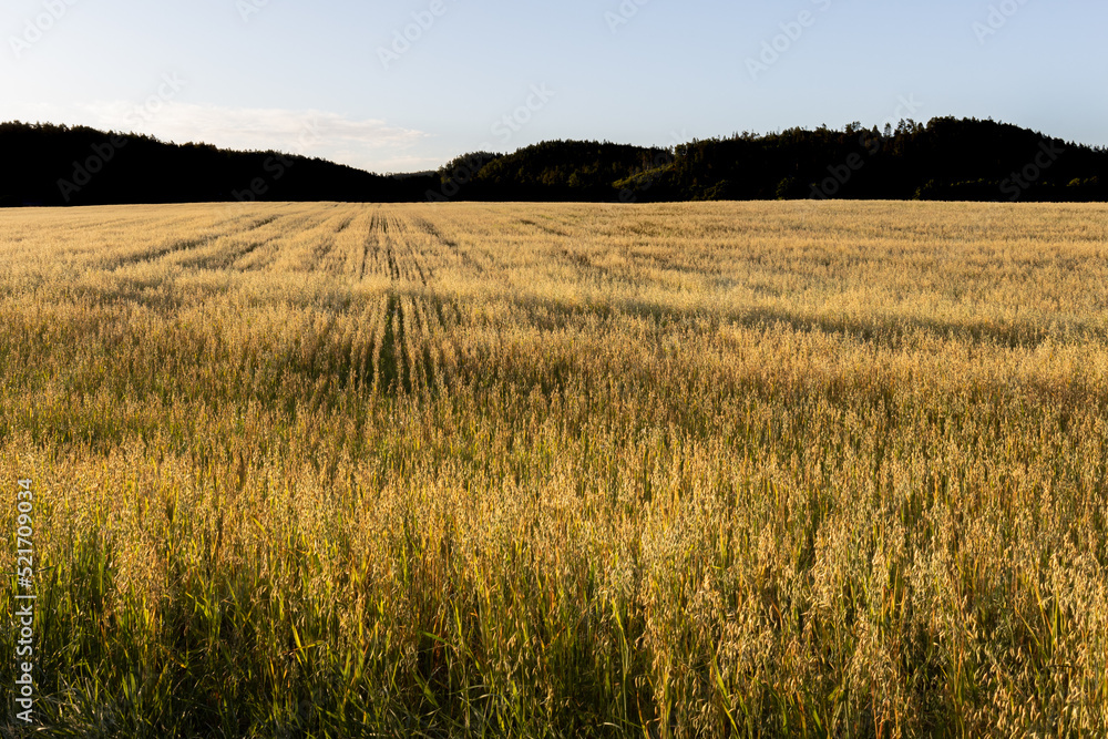 Common oats growing in a field in early morning light
