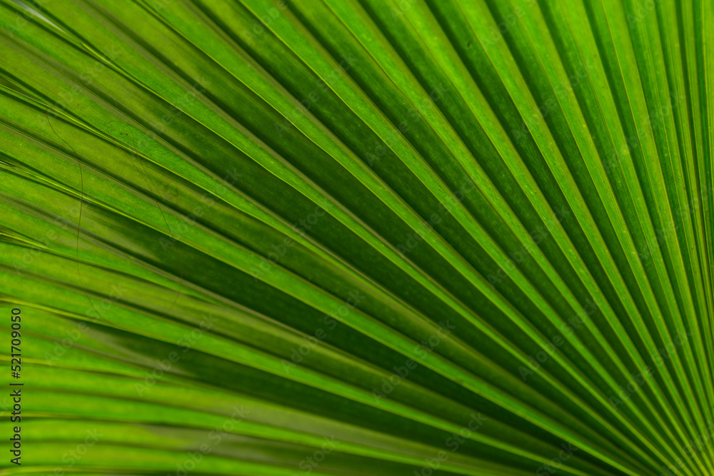 Close-up of a palm leaf in tinted treatment. Close-up of a palm leaf in tinted treatment.