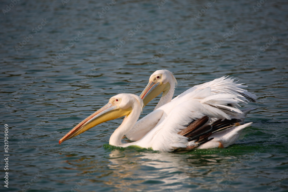 pelican on the beach pelican on the beach