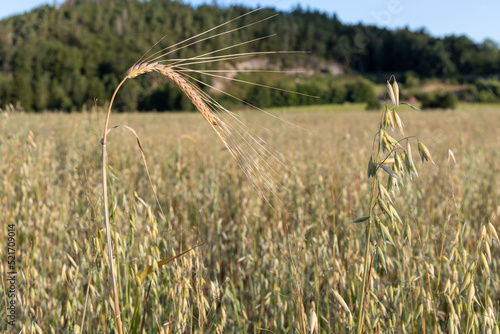 Rye and common oats growing side by side in a field and moving in the wind photo