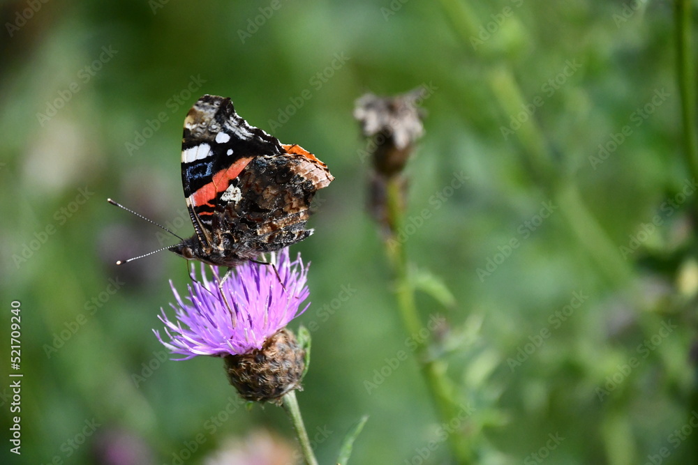red admiral butterfly on flower, Kilkenny, Ireland red admiral butterfly on flower, Kilkenny, Ireland