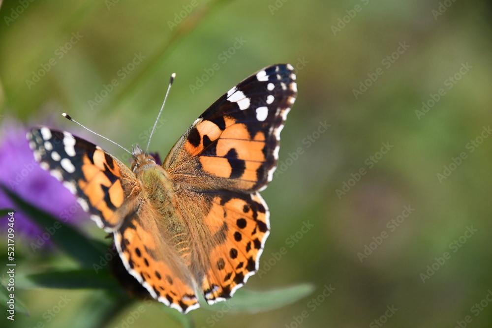 butterfly on flower, Kilkenny, Ireland butterfly on flower, Kilkenny, Ireland